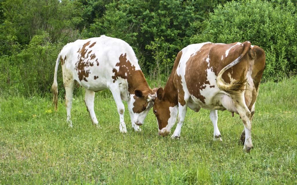 Яловость у коров: причины появления, основные правила лечения, эффективные методы профилактики