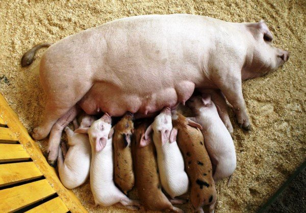 Разведение свиней в домашних условиях для начинающих