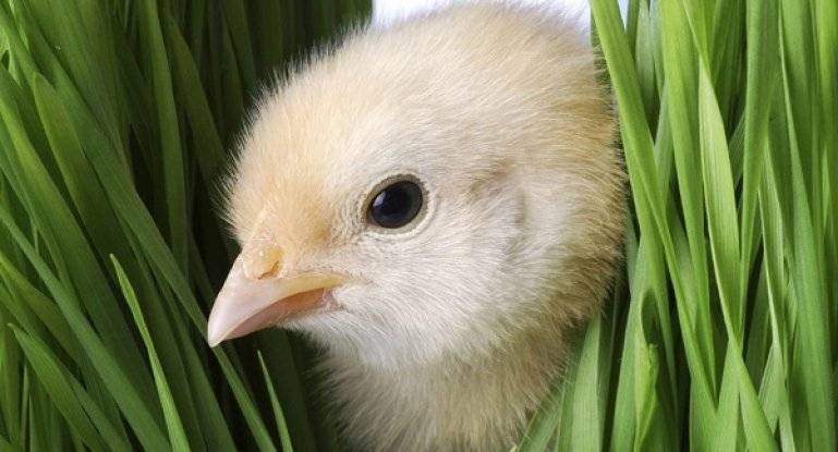 Зелень и трава цыплятам – какую и когда можно давать, как скармливать | курочка | яндекс дзен