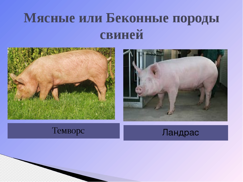 Крупная белая порода свиней: характеристика продуктивности и содержание
