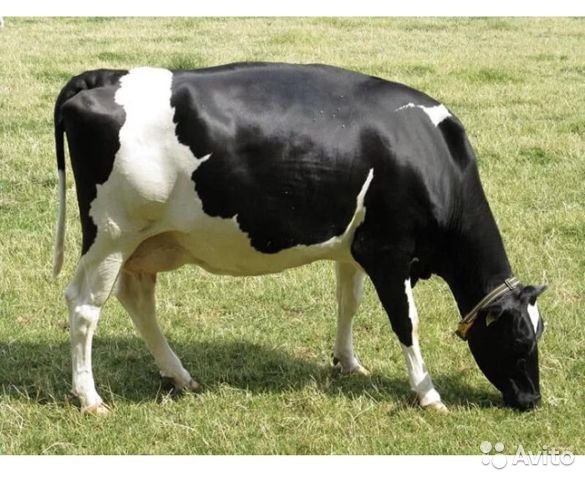 Описание черно — пестрой коровы - мое село