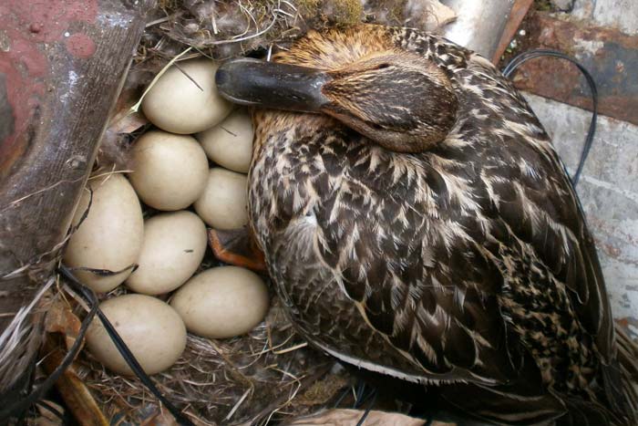 Сколько дней сидит утка на яйцах: описание, срок