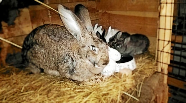 Окрол у кроликов: окрол, этапы развития крольчат, экстренные случаи