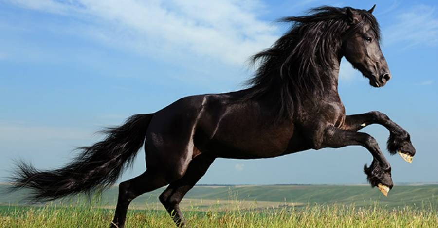 Какая лошадь — самая быстрая в мире