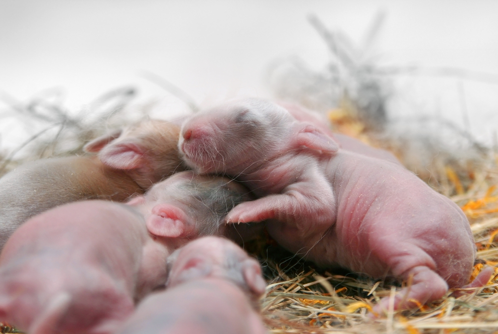 Когда крольчата выходят из гнезда и через сколько дней новорожденные кролики открывают глаза и начинают есть сами