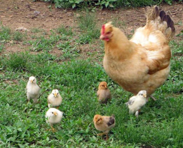 Кормление и световые режимы для выращивания цыплят яичных пород