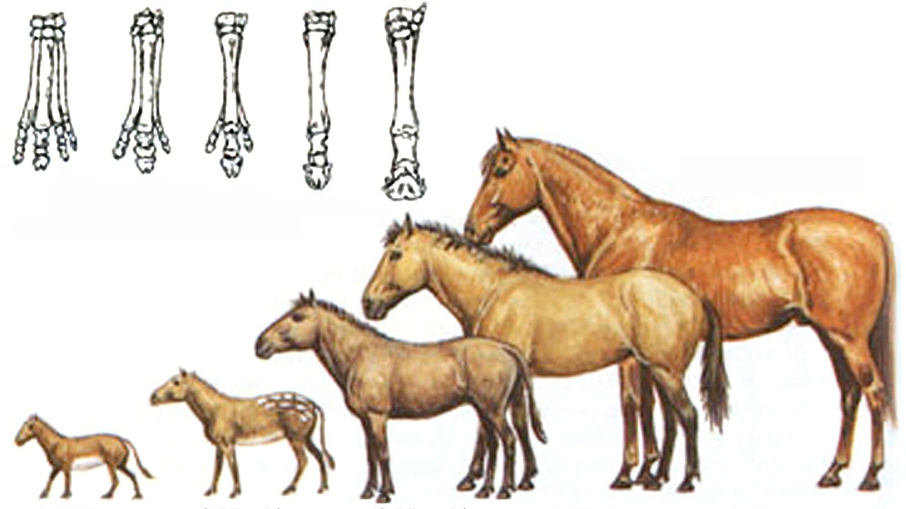 Иппология: наука о лошадях, что изучает, основные направления, откуда появились лошади