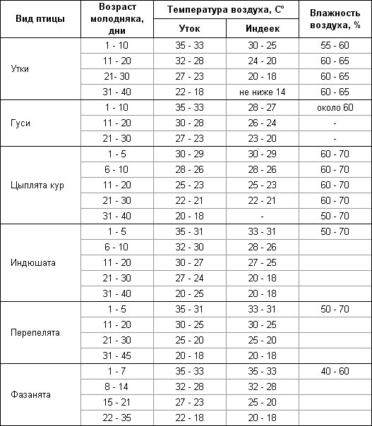 Таблица динамики веса бройлеров по дням: нормы прироста, кормление, правильное взвешивание