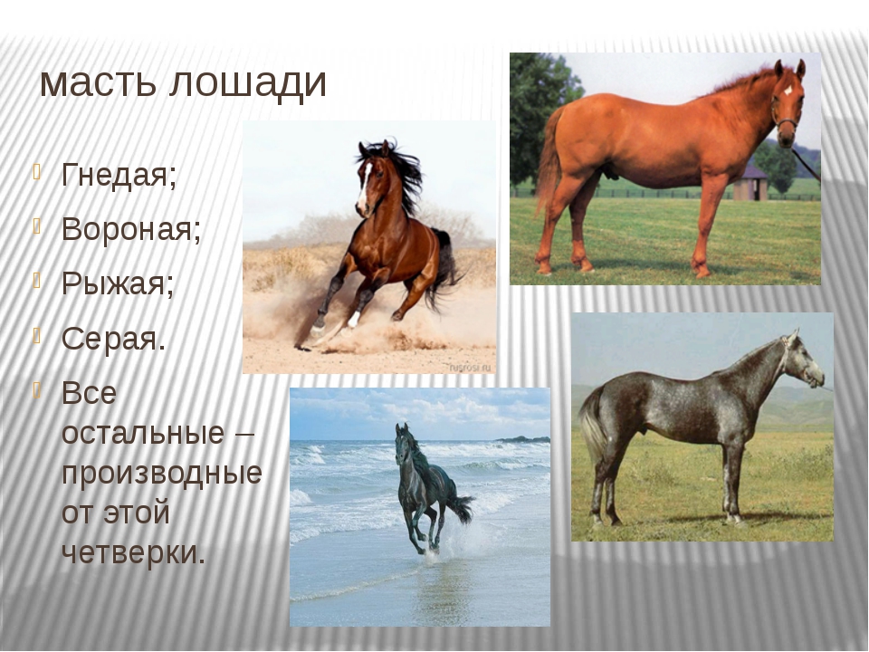 Буланый конь (30 фото): что это за цвет? описание масти лошади