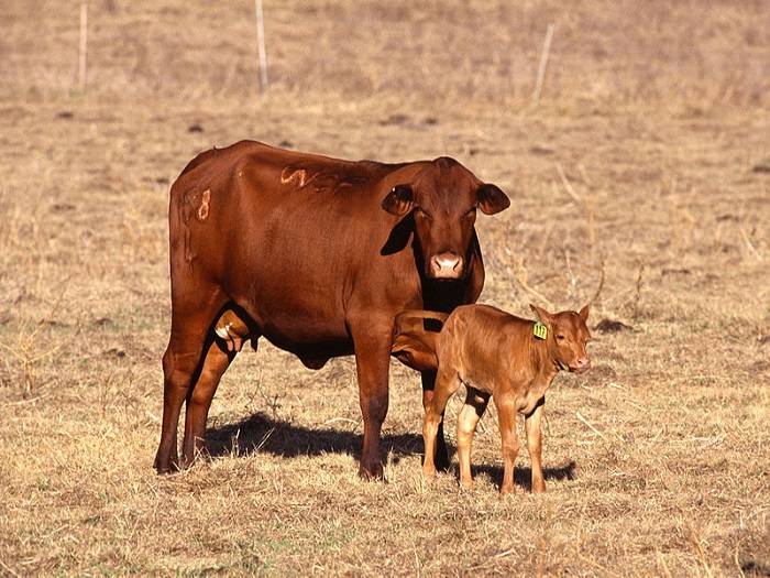 Лучшие мясные породы быков для климата россии: описание содержания и разведения