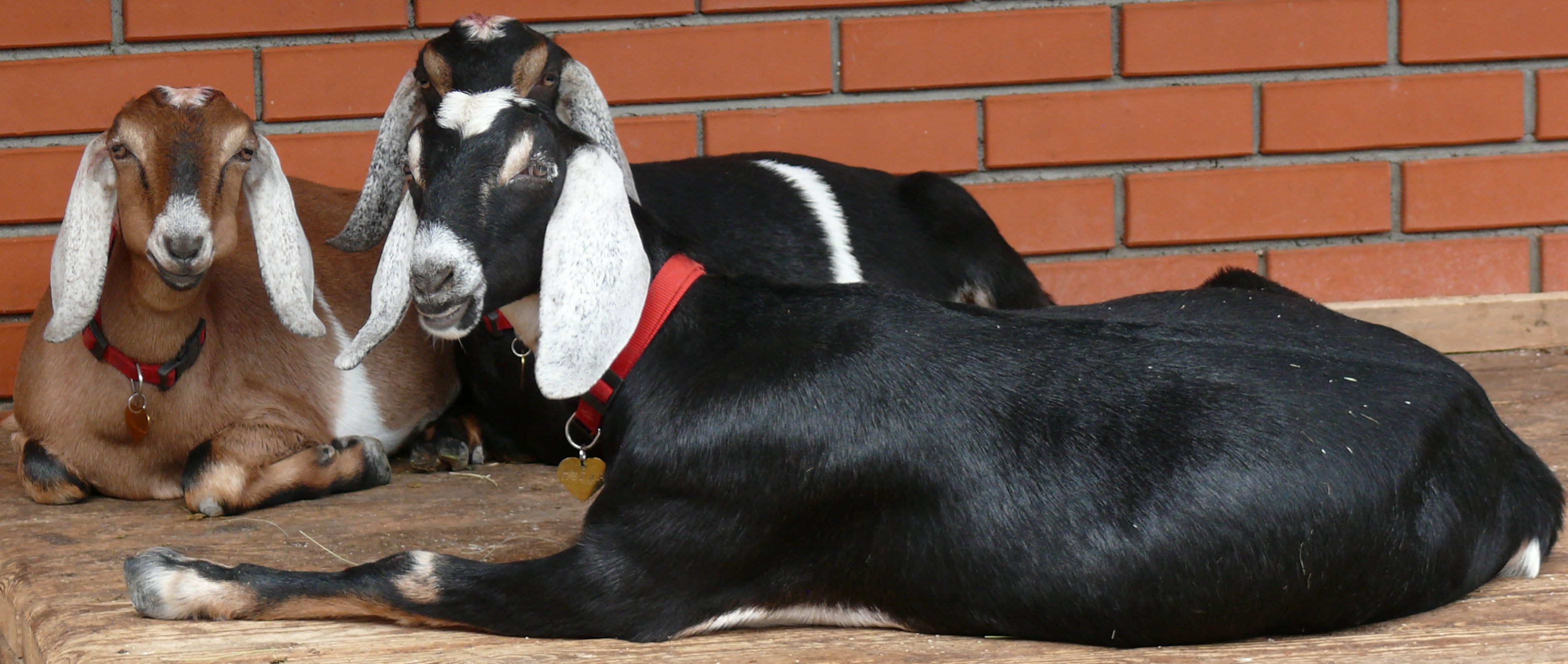 Описание коз породы нубийская, производительность животных, правила разведения