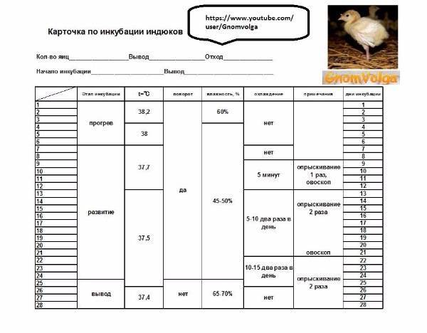 Инкубация яиц мулардов: таблица режима. срок инкубации в домашних условиях