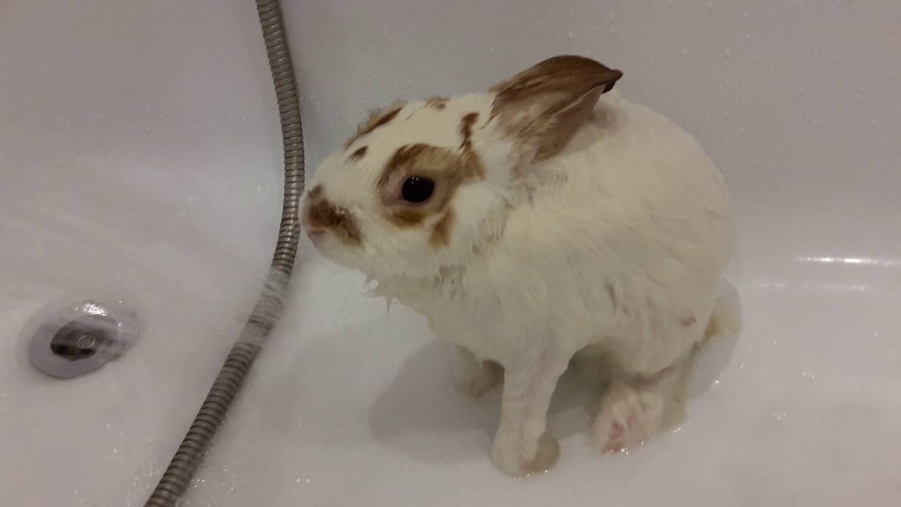 Можно ли купать кроликов: как мыть декоративного кроля в домашних условиях