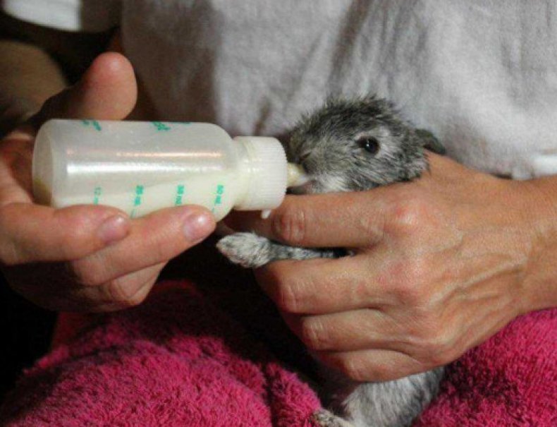 Как выкормить новорожденных  крольчат без крольчихи