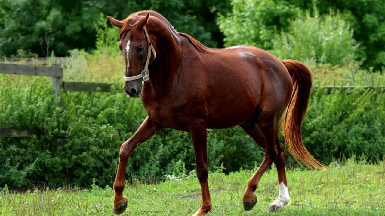 ✅ о тракененской породе лошадей: характеристика тракена и его особенности - tehnomir32.ru