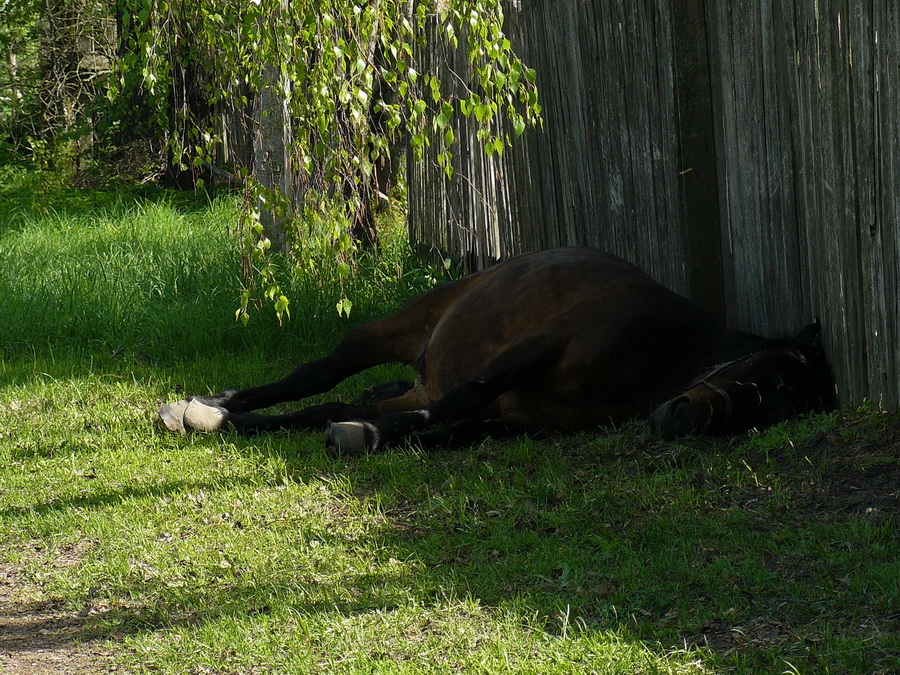 Как спит лошадь: лежа, стоя или на боку, интересные особенности сна животного