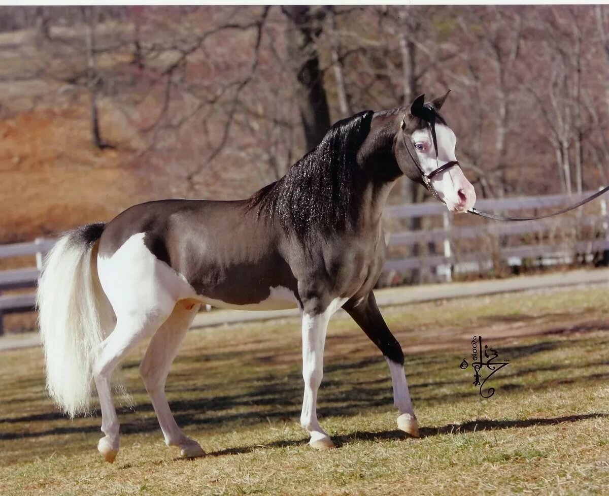 Какие бывают масти лошадей: описание, характеристика, фото