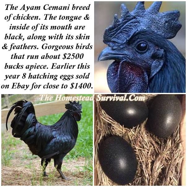 Аям цемани - черная экзотика