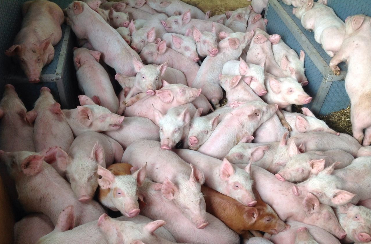 Все о свиньях: особенности, породы и выращивание