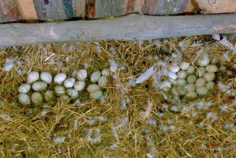 Как высиживают яйца утки в домашних условиях и сколько дней