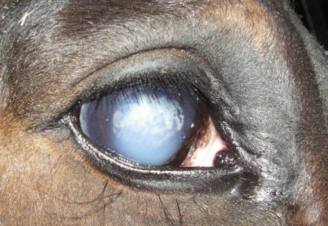 Зрение у лошади: обзор, фокусировка, острота, сетчатка глаза, фото