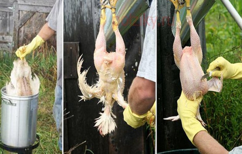 Как правильно убить курицу в домашних условиях?