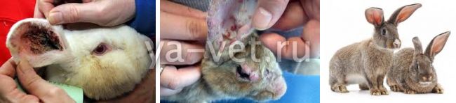 Ушной клещ у кроликов: фото и лечение (народные средства и лекарства)