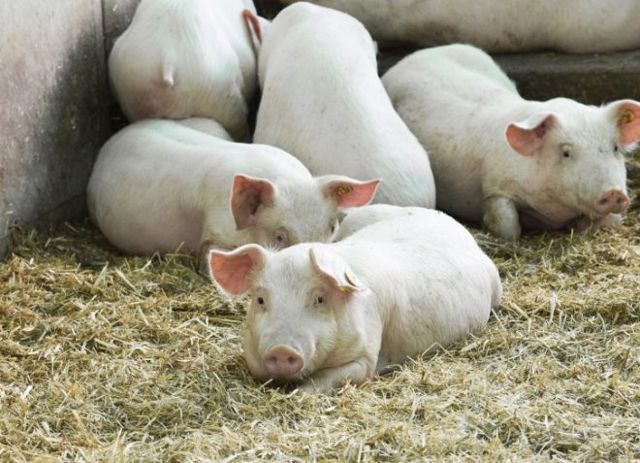 Содержание и разведение свиней в домашних условиях