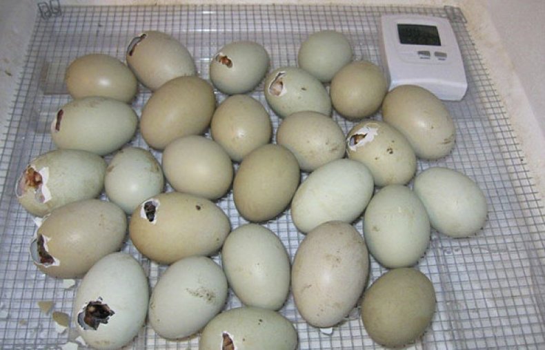 Инкубация куриных яиц: особенности выведения потомства