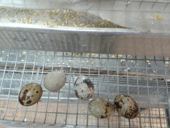 Почему куры перестали нести яйца осенью: причины и что делать