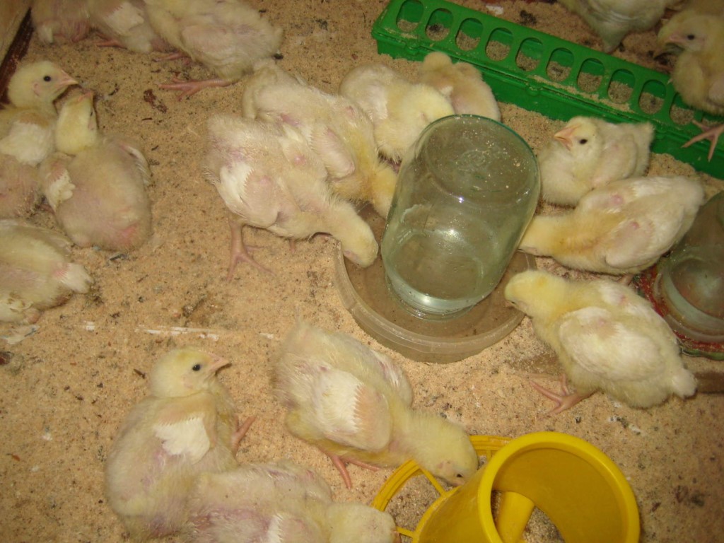 Чем кормить цыплят в домашних условиях: суточных, недельных и месячных