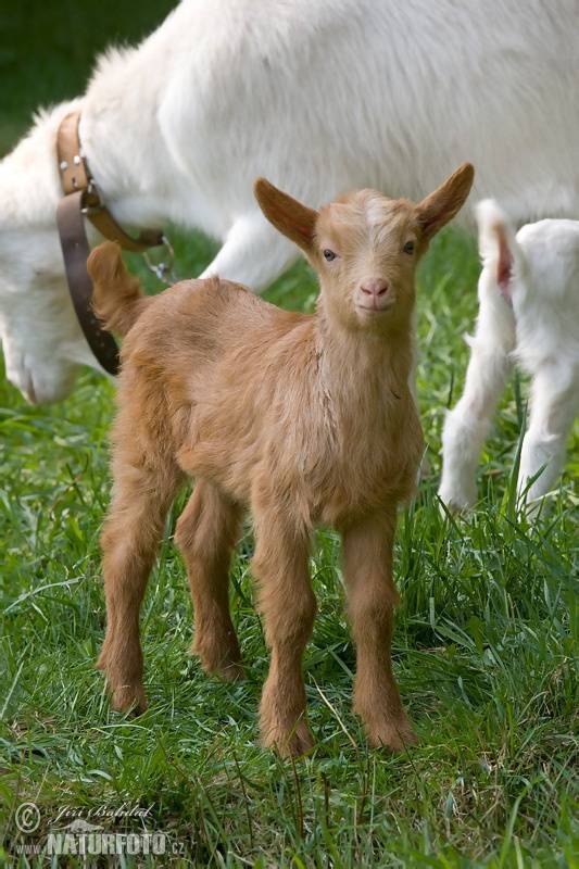 Уход и содержание коз в домашних условиях для начинающих 2020