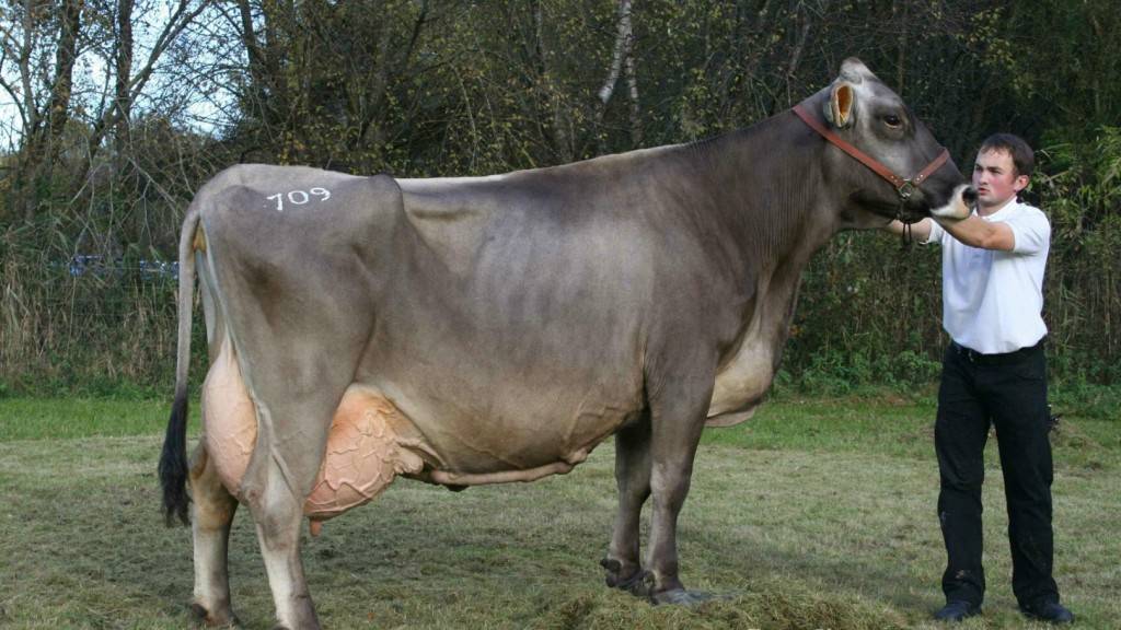 О швицкой породе коров и быков: описание и характеристики, содержание, уход