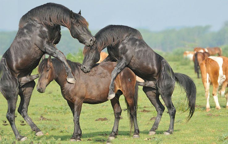Разведение и уход за лошадью в домашних условиях
