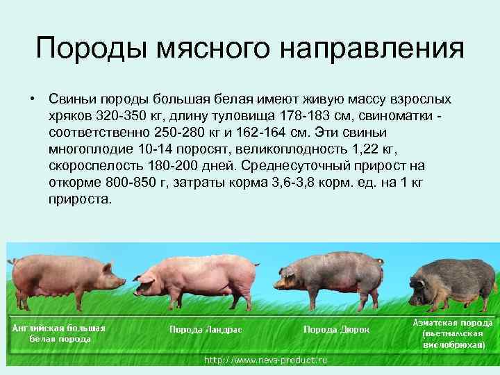 Белорусская черно-пестрая порода свиней - характеристика, разведение, фото | россельхоз.рф