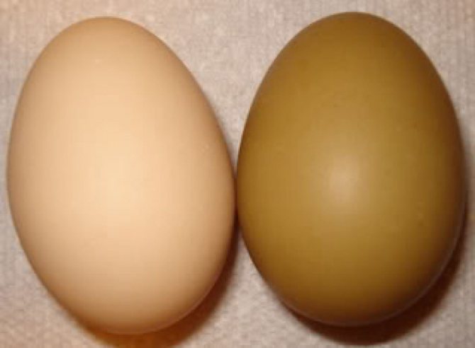 От чего зависит цвет скорлупы и желтка куриного яйца