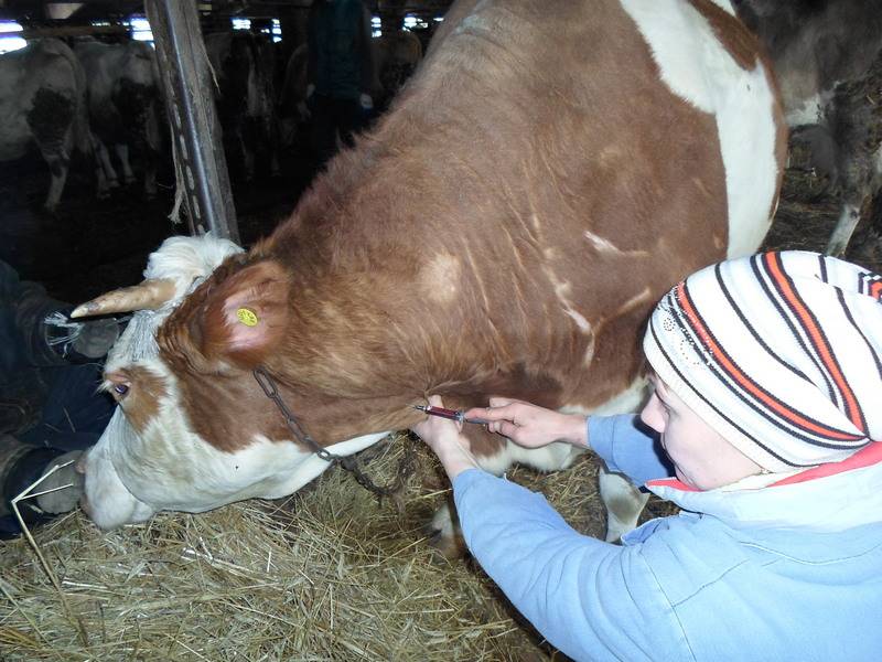 Лейкоз у коров: как передается, симптомы, чем опасен, лечение