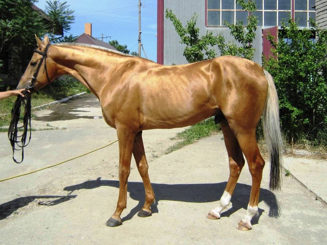 Ахалтекинская лошадь — своенравная и преданная порода лошадей | мои лошадки