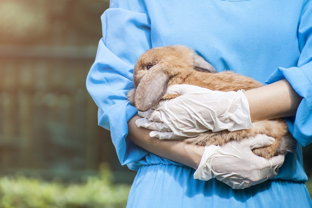 Чем опасен стоматит у кроликов и как с ним бороться