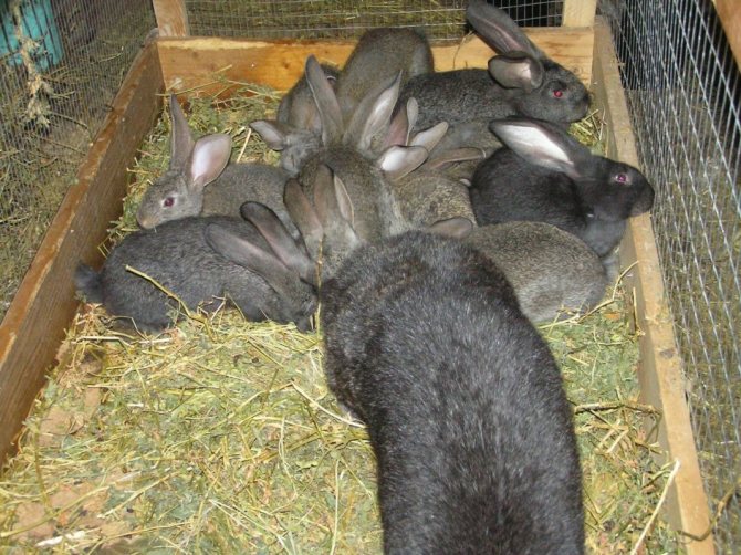 Когда отсаживают крольчонка от крольчихи: в каком возрасте и чем их кормить