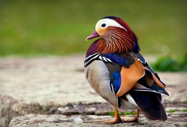Утка мандаринка: описание внешнего вида птиц, сведения о поведении, питании и размножении