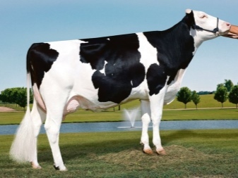 Сколько весит корова