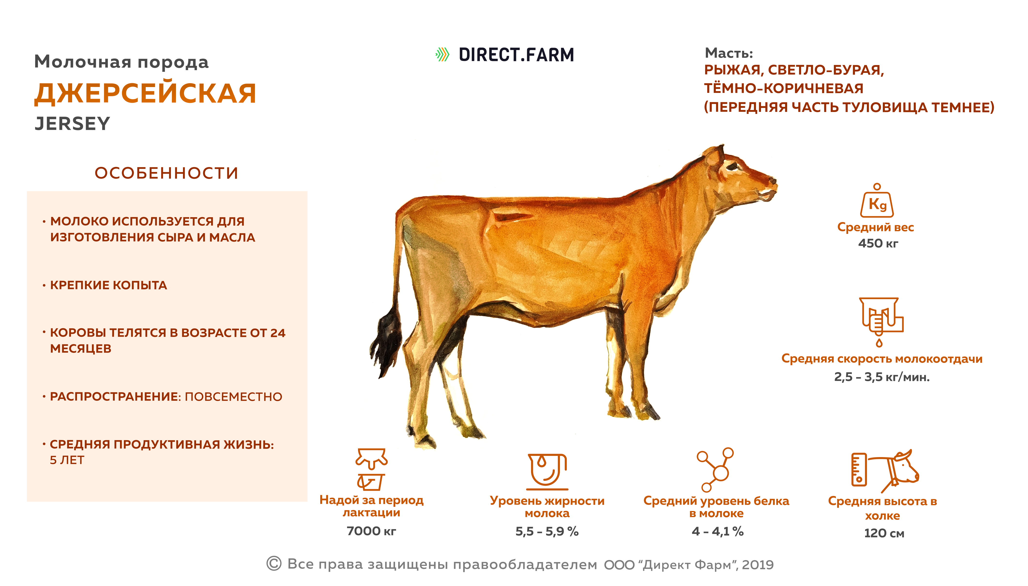 Джерсейская порода коров: фото, характеристики и отзывы о ней