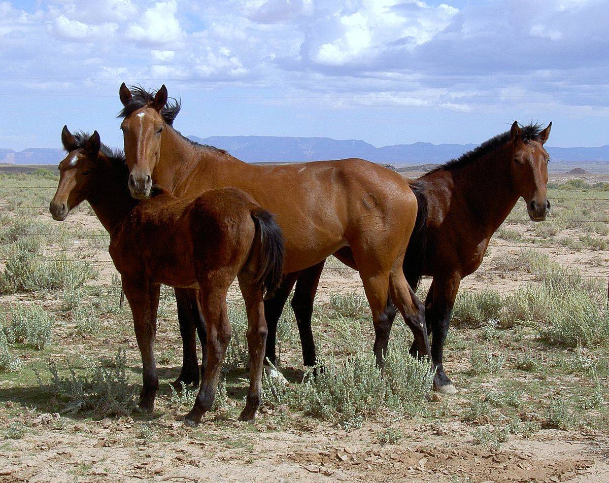 Что едят лошади и чем их кормить: полезные советы и фото