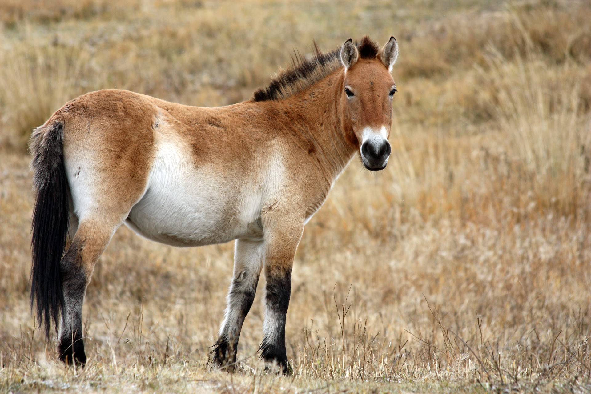 Лошадь пржевальского - фото и описание, интересные факты