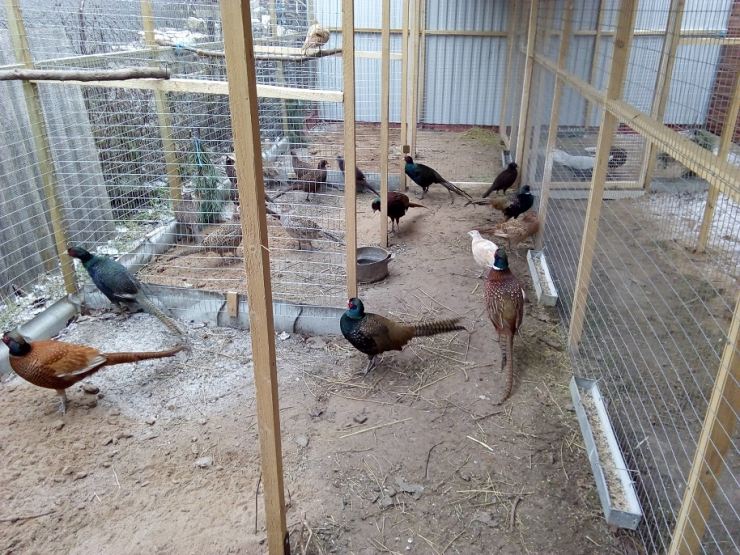 Птенцы фазана: уход и питание птиц