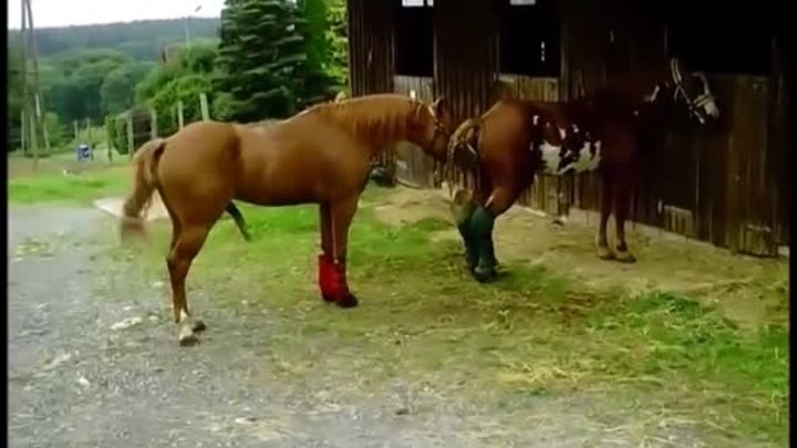 Как спариваются лошади: особенности, условия, подготовка