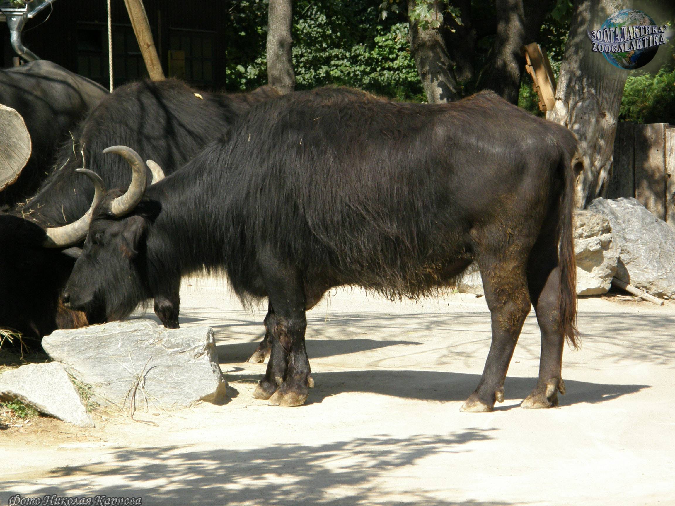 Водяной буйвол википедия