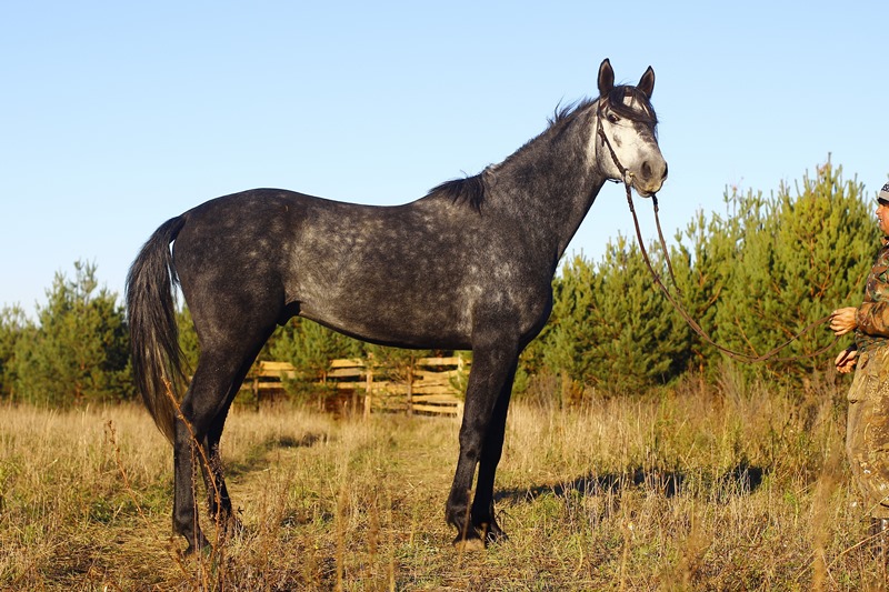 Русская рысистая порода лошадей — характеристика, достоинства и недостатки