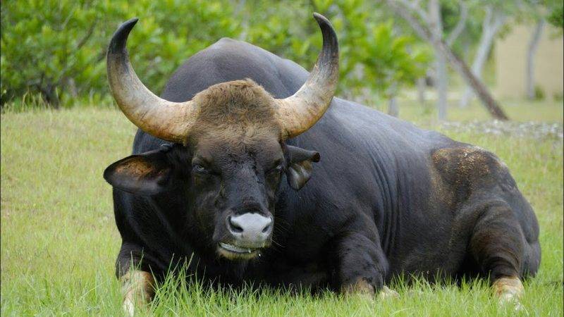 Азиатский буйвол (индийский): фото, описание